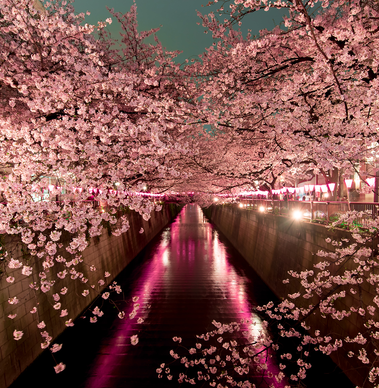 Tokyo pink blossom