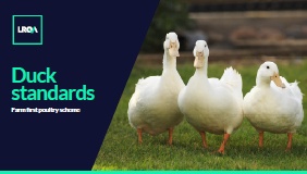 duck standards guide 