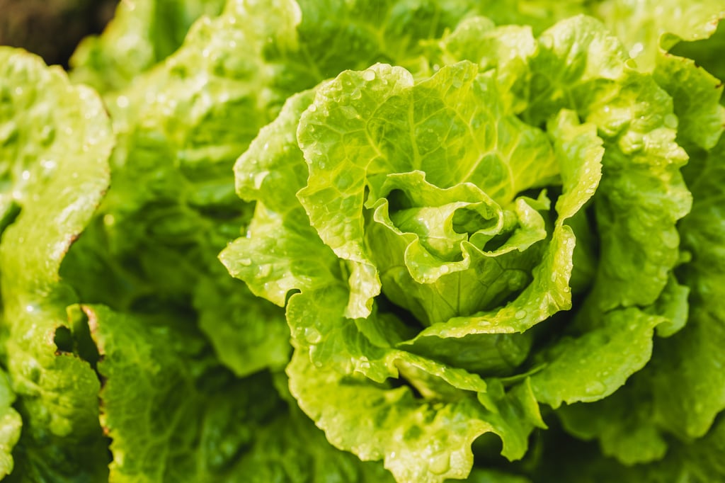 Close-up of a fresh green lettuce head with water droplets on its leaves growing in a field.