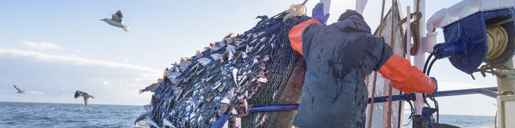 Fisherman hauling in fish in the net