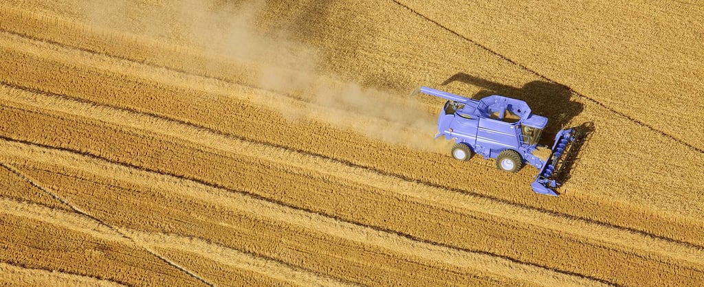 Aerial view of wheat harvest