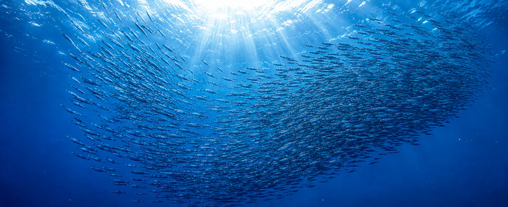 Vast school of silvery fish swimming through blue ocean water beneath streaming sunlight.