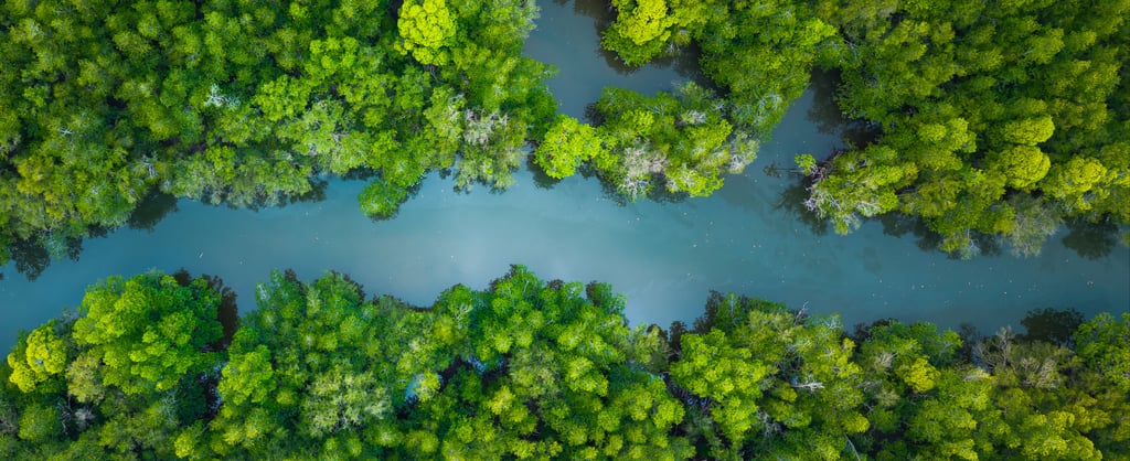 Two lines of green trees and river running through the middle