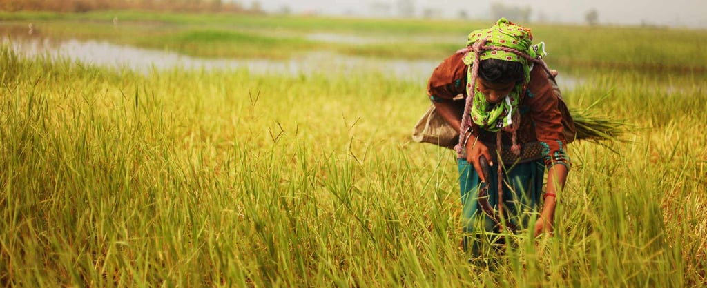 Mujer recolectando en la siembra
