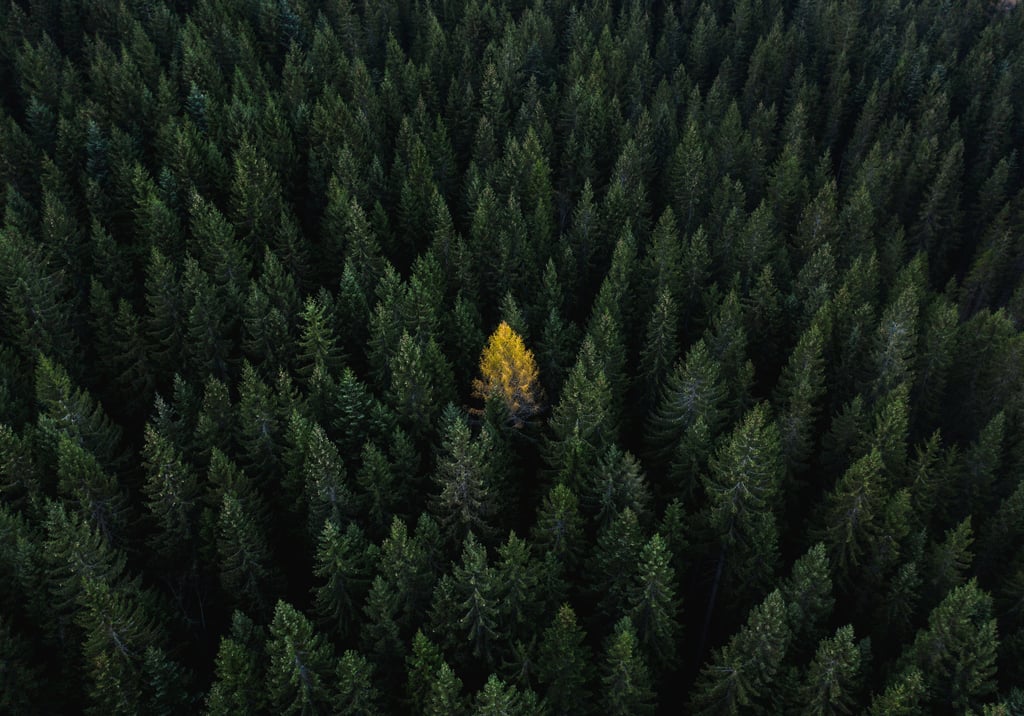 Vista aérea de un bosque con un árbol destacado, representando los riesgos que las empresas pasan por alto al prepararse para CBAM y la necesidad de mayor visibilidad climática.