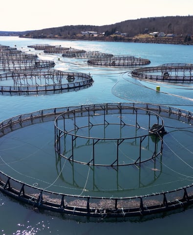 Fishing farm in the ocean