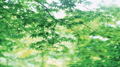 environment