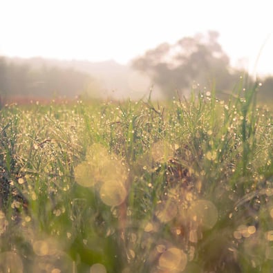 Field in sunrise with dewy grass
