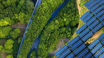 Trees and Solar Panels