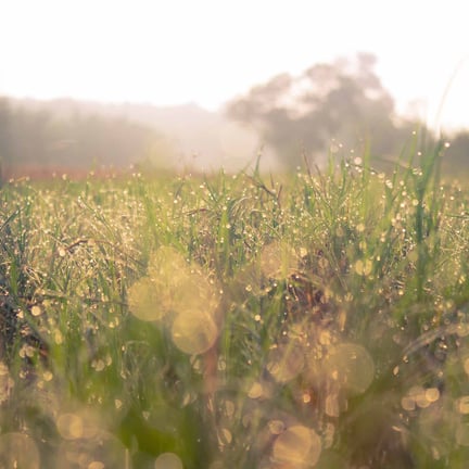Field in sunrise with dewy grass