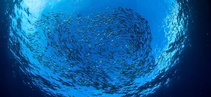 Aquaculture