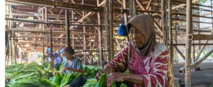 Image of people processing leafy green food underneath a bamboo structure