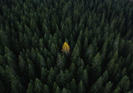 Vista aérea de un bosque con un árbol destacado, representando los riesgos que las empresas pasan por alto al prepararse para CBAM y la necesidad de mayor visibilidad climática.