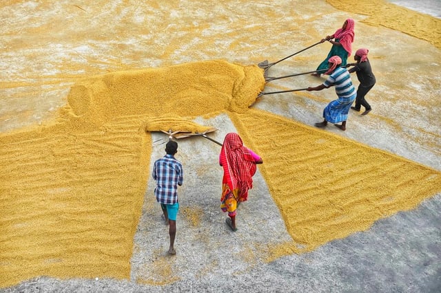 Trabajadores extendiendo arroz cosechado para su secado